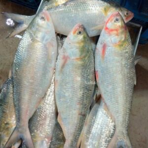 ২ পিস মাছে ৫ কেজি