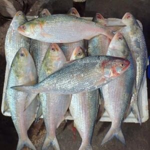 ৮ পিস মাছে ৫ কেজি
